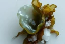 Mainifesto - Seaweed Light and Design After Plastic - hero