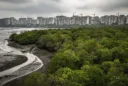 Editorial photograph of the Thane Creek shoreline in metropolitan Mumbai, India, viewed obliquely from an elevated.
